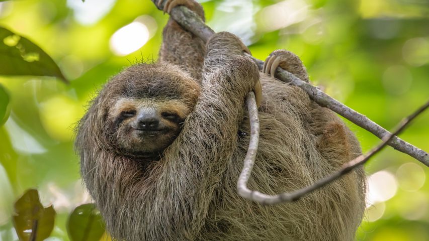 木の枝にぶら下がるナマケモノ, コスタリカ