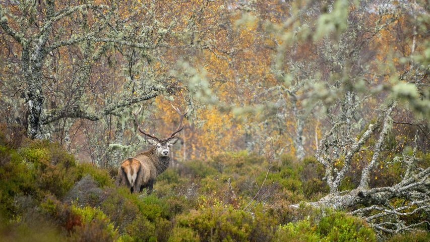 Red deer stag in the Caledonian Forest, Glen Affric, Scottish Highlands