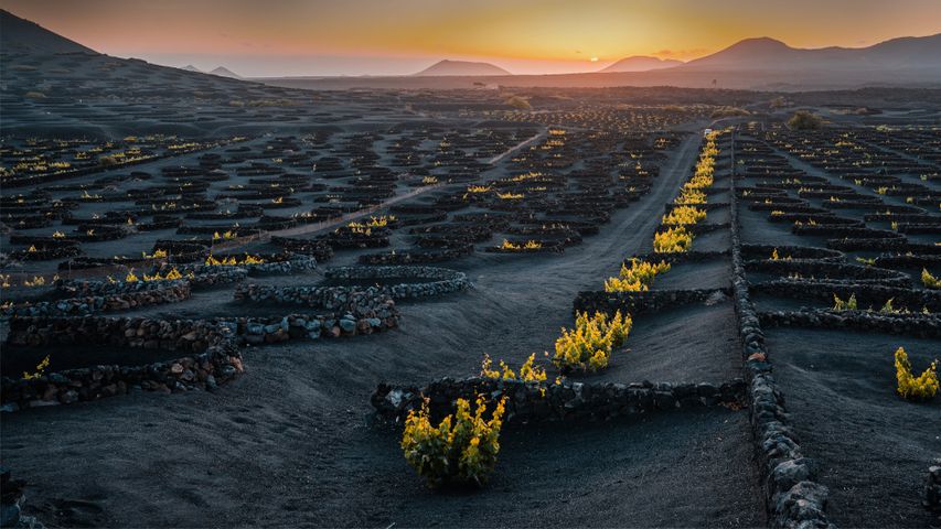 Volcanic vineyard in the La Geria wine region of Lanzarote, Canary Islands, Spain