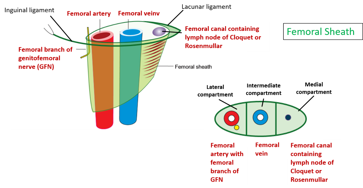 Femoral Sheath