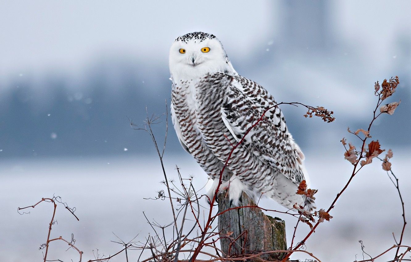 Owl Snowy Owl Bird Wallpaper Hd Animals 4k Wallpapers Images Images