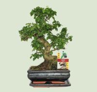 Bonsai kaufen