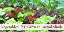 colorful lettuce in the garden