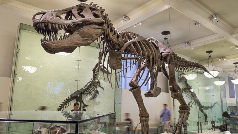 Tyrannosaurus Rex fossils on display