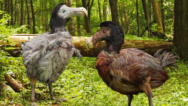 Male and female dodo bird models