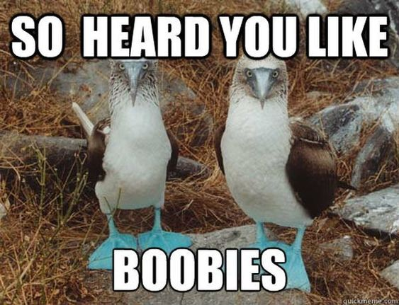 24 Funny Boob Memes That Makes You Laugh – Coobie