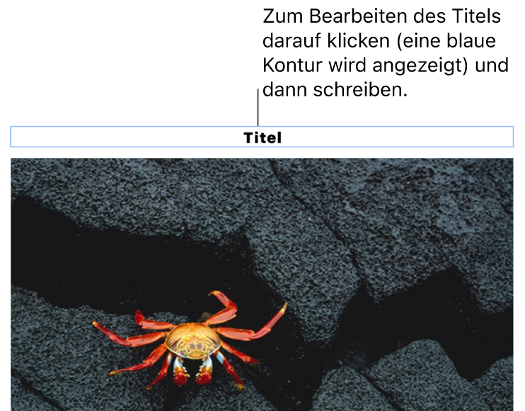 Der Platzhaltertitel „Titel“ erscheint unter einem Foto, ein blauer Rahmen um das Titelfeld gibt an, dass es ausgewählt ist.