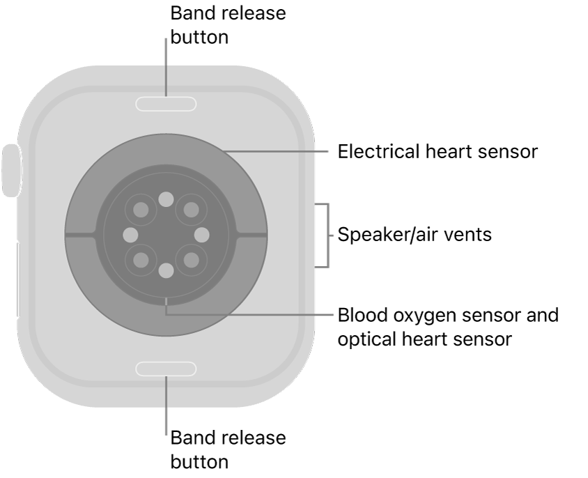 The back of Apple Watch Series 10, with the band release buttons at top and bottom, the electrical heart sensors, optical heart sensors, and blood oxygen sensors in the middle, and the speaker/air vents on the side.