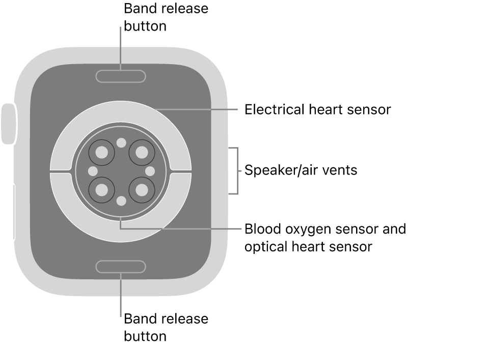 The back of Apple Watch Series 6, with the band release buttons at top and bottom, the electrical heart sensors, optical heart sensors, and blood oxygen sensors in the middle, and the speaker/air vents on the side.