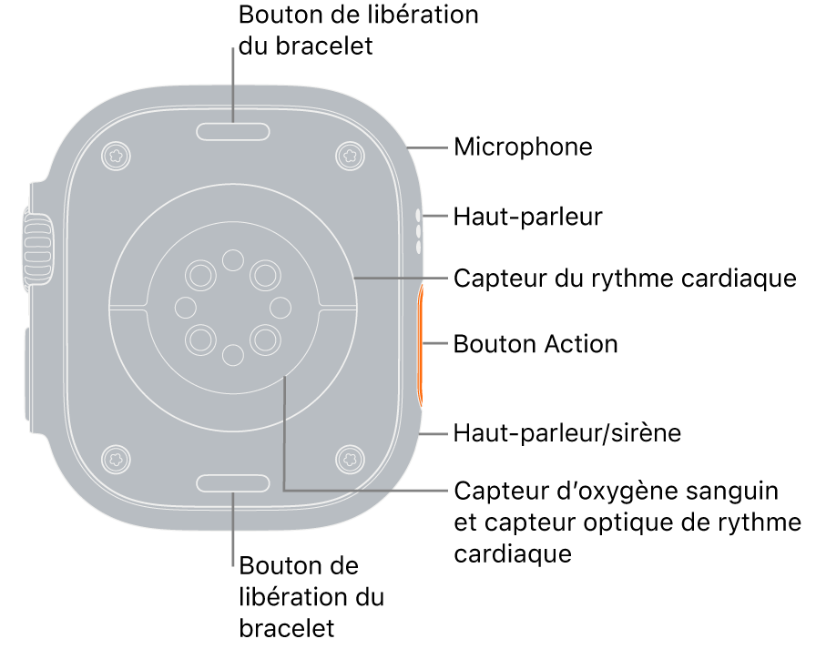 L’arrière de l’Apple Watch Ultra, avec les boutons de retrait du bracelet en haut et en bas. Sur le côté, des légendes pointant vers un micro, un haut-parleur, le capteur de fréquence cardiaque électrique, le bouton Action, un port de haut-parleur dédié à la sirène, les capteurs d’oxygène sanguin et les capteurs de fréquence cardiaque optiques.