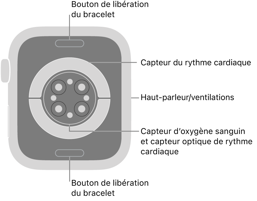 Le dos de l’Apple Watch Series 9, avec les boutons de retrait du bracelet en haut et en bas; les capteurs de fréquence cardiaque électriques et optiques, et les capteurs d’oxygène sanguin au centre; puis le haut-parleur et les évents sur le côté.