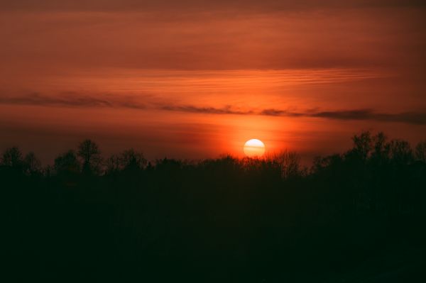 foresta, campo, alberi, natura, mother nature, tramonto