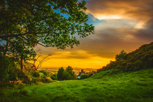 natur,orange,himmel,træer