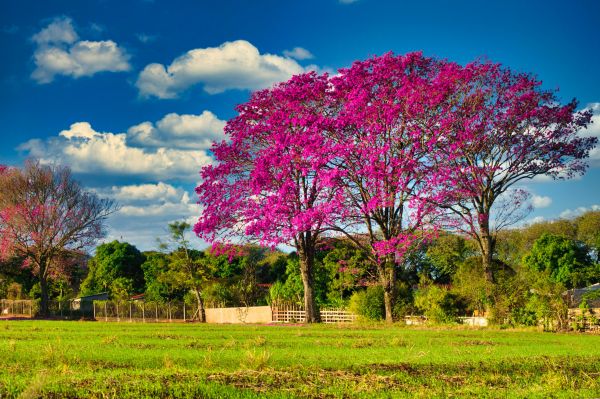 Baum,Wolke,Himmel,Pflanze,Blume,People in nature