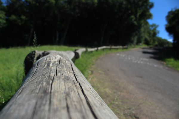 Tapete,Panorama,Floresta,Rua,Estrada,Dia