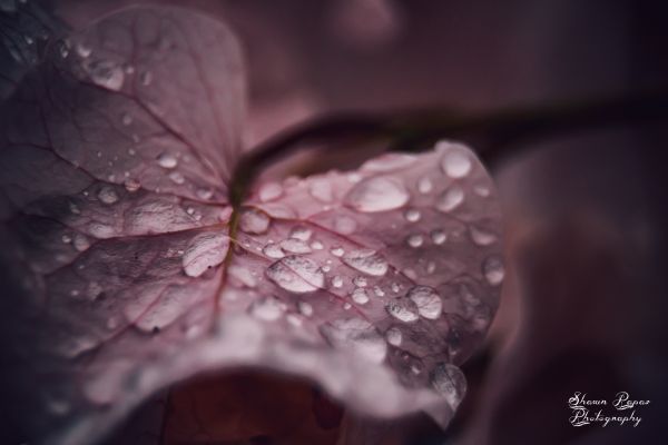 drops,flower,macro,nature,purple,water