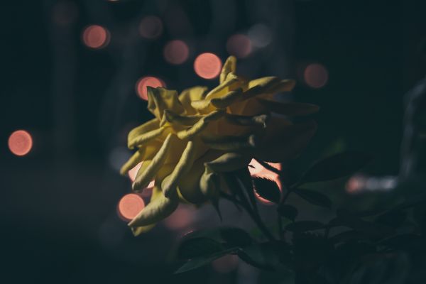 đẹp,Bokeh,Chiều sâu,hoa,Tuyệt đẹp,nhiếp ảnh