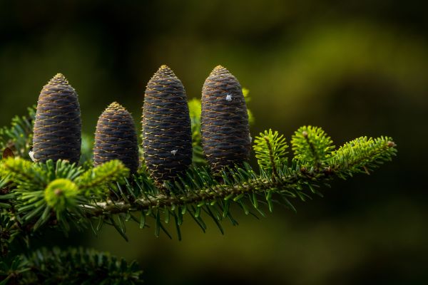 Pflanze,Zweig,Blume,terrestrial plant,Baum,Immergrün