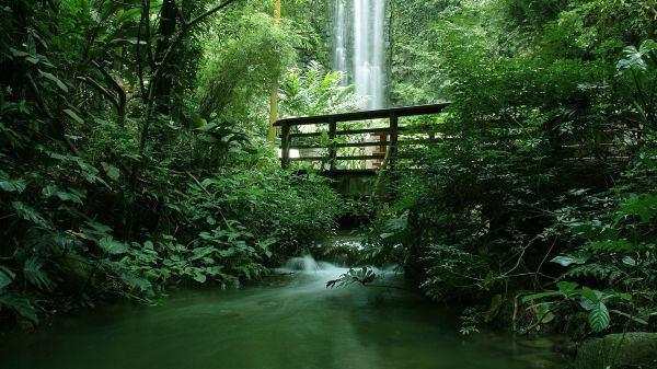 naturaleza,Árboles,puente,Plantas,césped,musgo