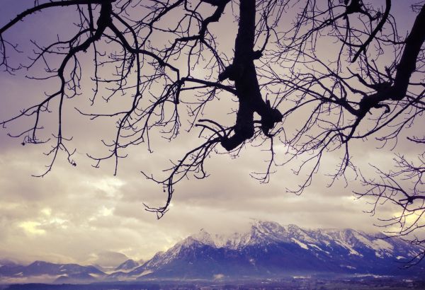 Schnee, Winter, Schnee, Berge, Alpen, Baum