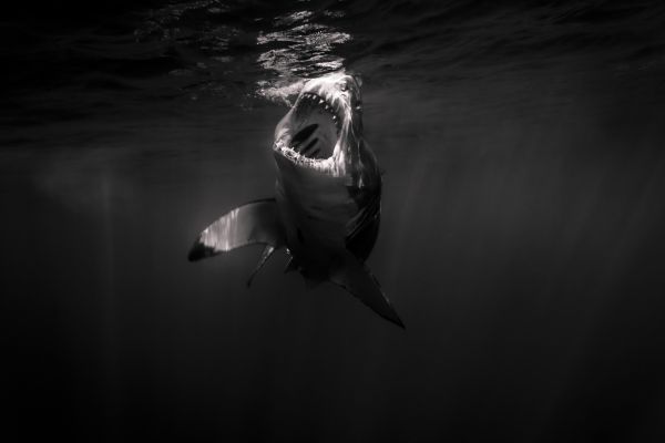 blackandwhite,ocean,shark,wildlife,teeth,Jaws