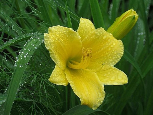 amarillo,Daylily,flor,césped,lluvia,Pétalos