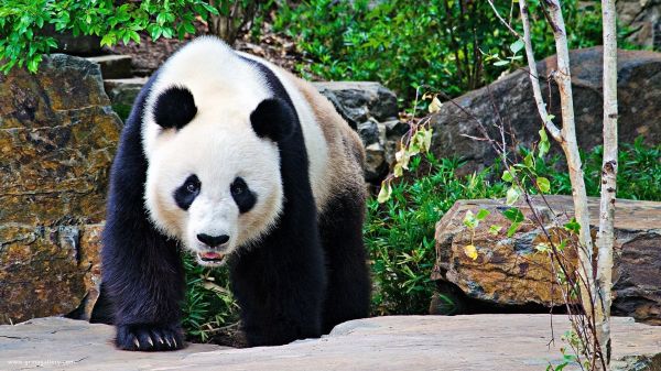 large,panda,stones,branches,walk