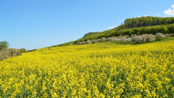 květ,nebe,rostlina,ekoregion,hora,People in nature