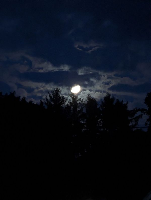 Lua,noite,Sombrio,floresta,Árvores,região selvagem