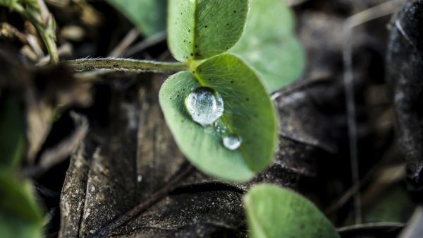 nature,water drops,macro,leaves,closeup,photography