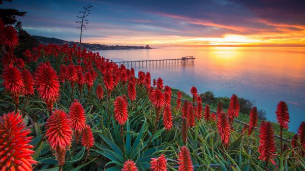 flowers, plants, water, sunset, crops, sky