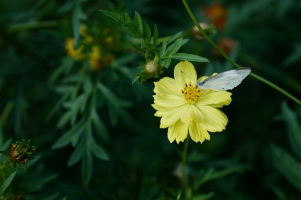 Japón,amarillo,Leica,Tokio,Jp,flor