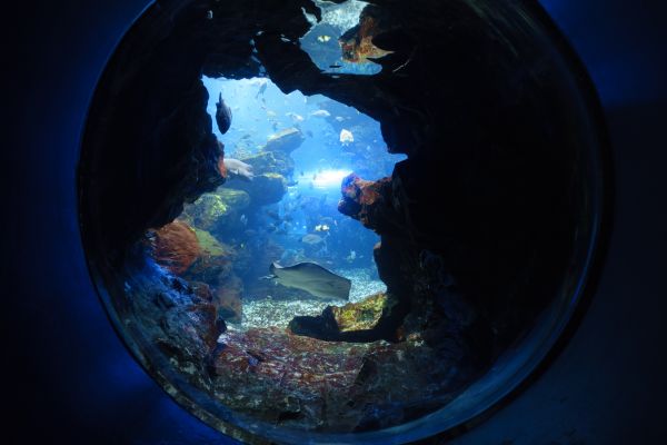 Jp,pesce,acquario,kyotoaquarium,serbatoio d'acqua,umekojipark