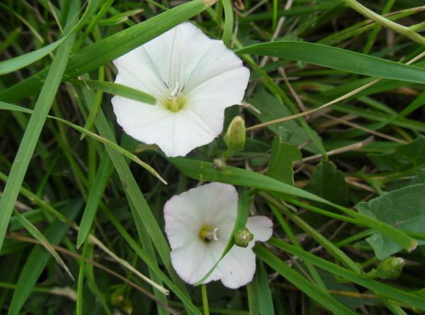 Flores,césped,Daylily,flor,planta,flora