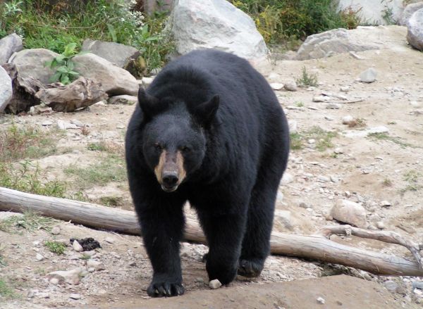 walk,large,bear,baribal,Zoo,dark