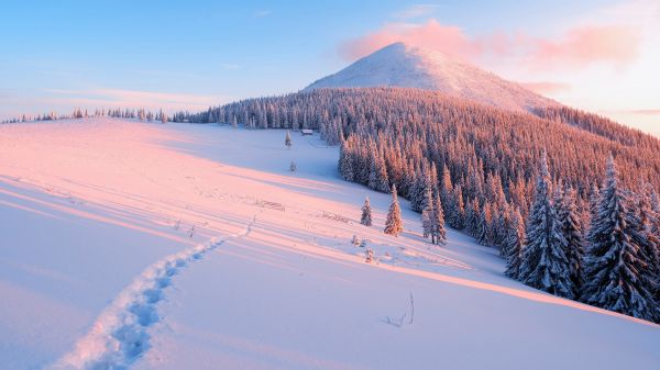 nuvem,céu,plantar,montanha,neve,árvore