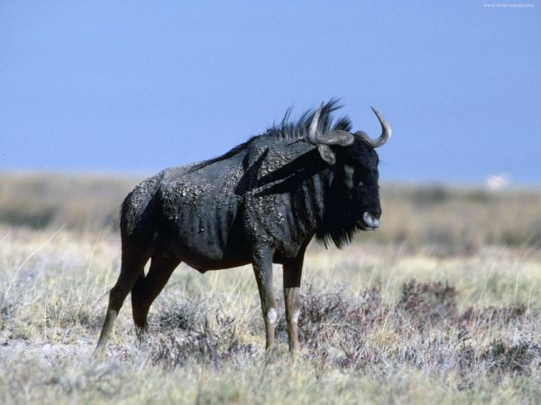 草,野生動物,ブル,バイソン,草原,牧草地