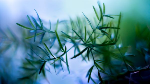 nature,plants,macro,leaves