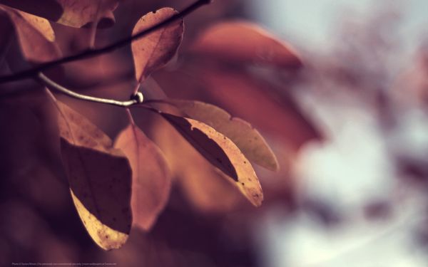 sunlight, leaves, nature, reflection, plants, photography