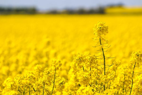 champ,jaune,râpé,Raps,Gul,Canola