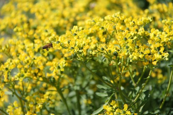 aliments, champ, jaune, Colza, fleur, plante