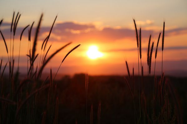 закат солнца,природа,Пшеница,sunset glow