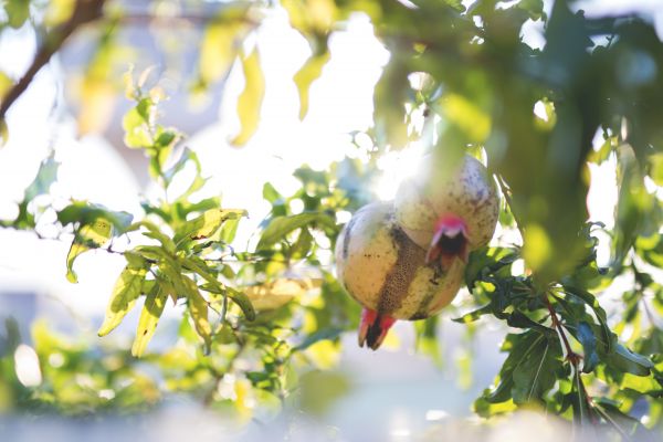 natura,piante,Melograno,macro,luce del sole,frutta