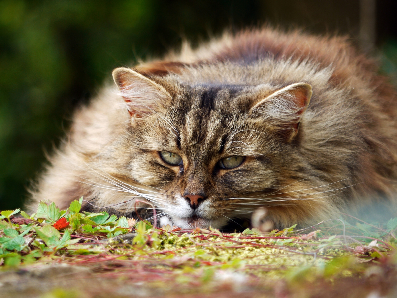 menghadapi, kucing, mata, rumput, cambang, kucing garong, anak kucing, halus, fauna, binatang menyusui, bertulang belakang, merapatkan, kucing seperti mamalia, tebal, kecil untuk kucing berukuran sedang, kucing kucing, domestik kucing berambut pendek, kucing totol, shorthair Eropa, pixie bob, kucing hutan norwegian