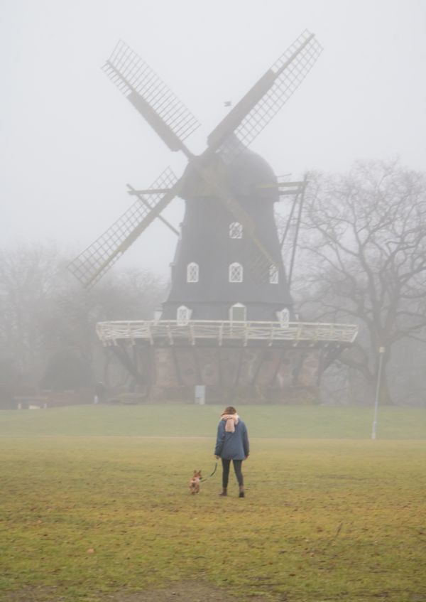 mist, dog, wind, windmill, mill, fog