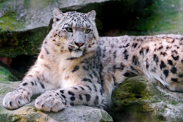 sne leopard,store kat,kødædende,lægge