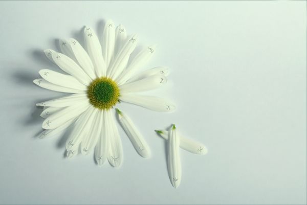 blanc,fleurs,Marguerite,fleur,plante,flore