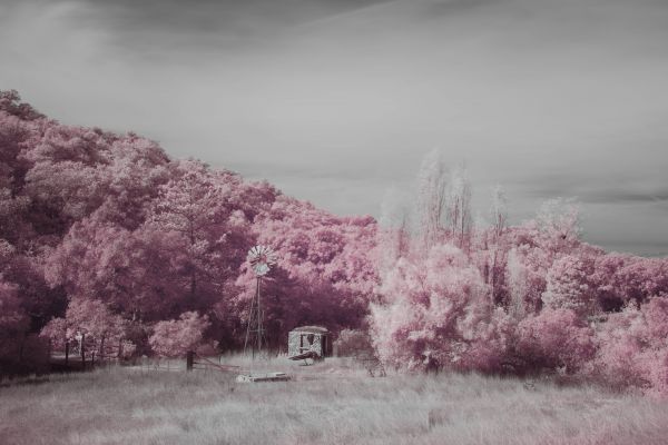 landscape, nature, trees, mountains, old, grass