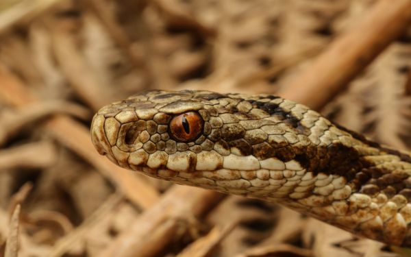 animaux, serpent, faune, serpent, Macro, VIPÈRE