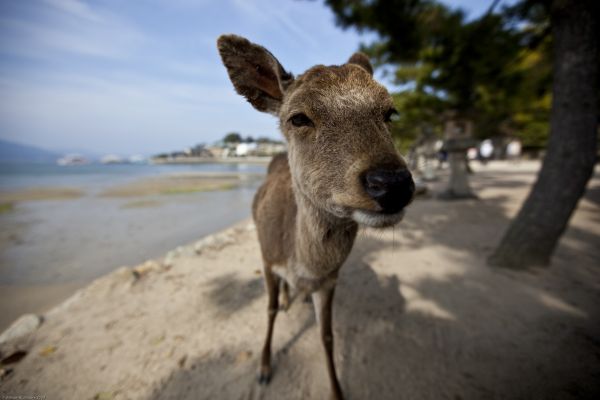 Giappone,Jp,cervo,avvicinamento,natura,Hiroshima